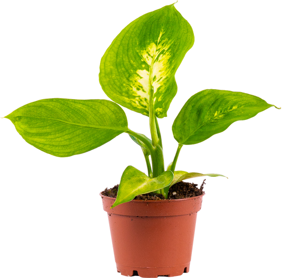 dieffenbachia camille houseplant Dieffenbachia Camille | 2.5" Pot | Easy Care