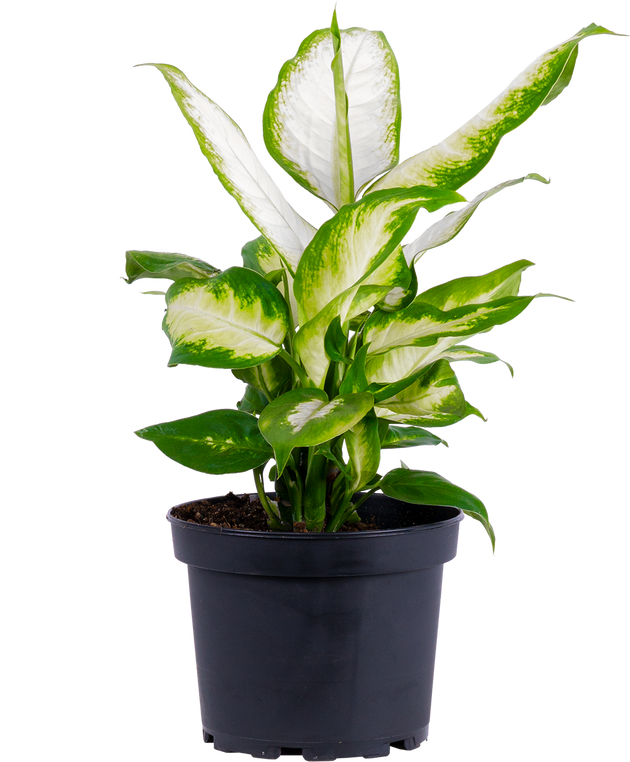 camille indoor plant Dieffenbachia Camille | 4" Pot | Easy Care Houseplant