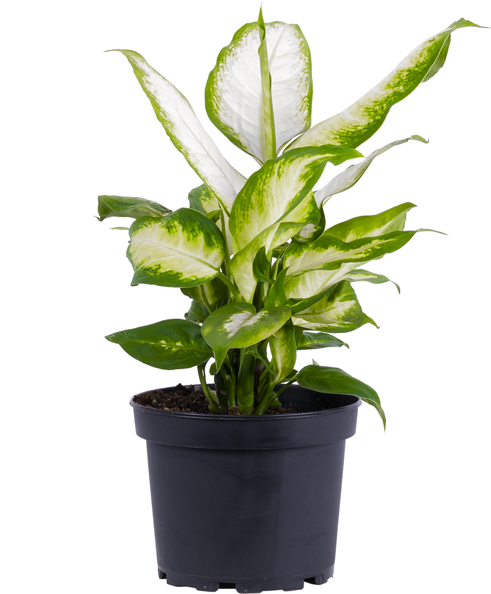 Dieffenbachia Camille (M)