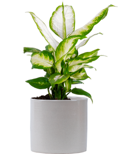 dieffenbachia perfection Dieffenbachia Perfection | 4" Pot | Easy Care Houseplant