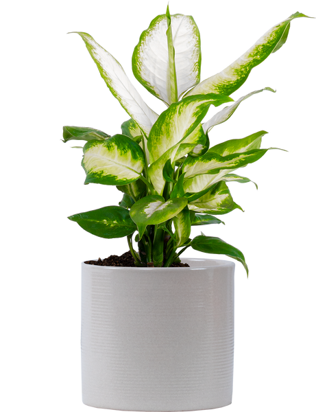 dieffenbachia maculata camille Dieffenbachia Camille | 4