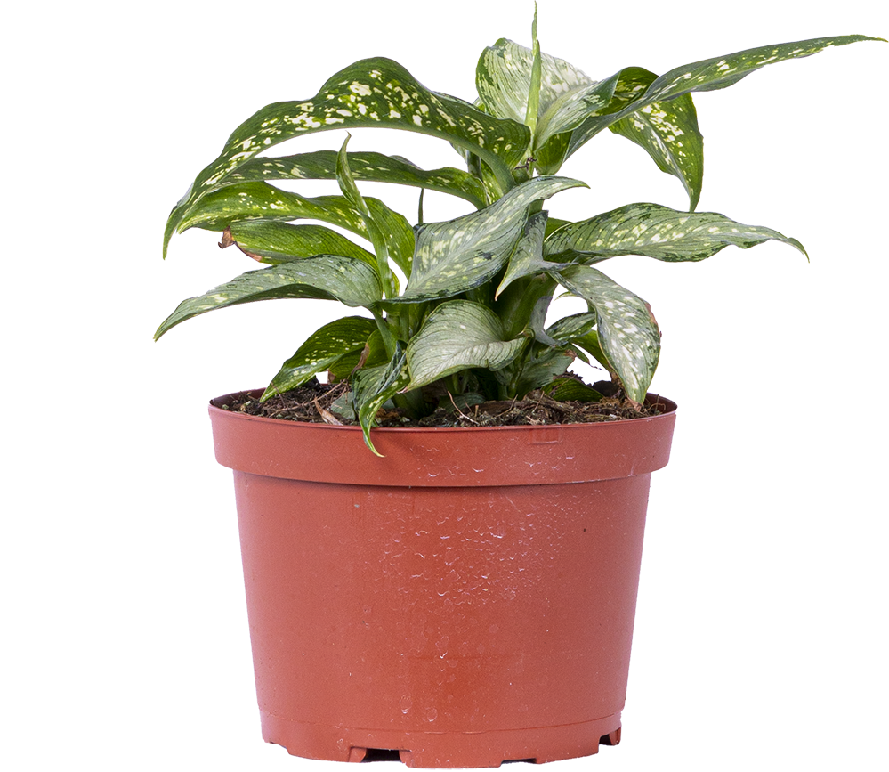 Dieffenbachia Tiki (M)