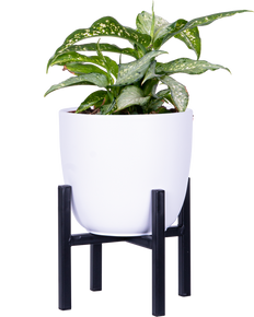 Dieffenbachia Tiki (M)