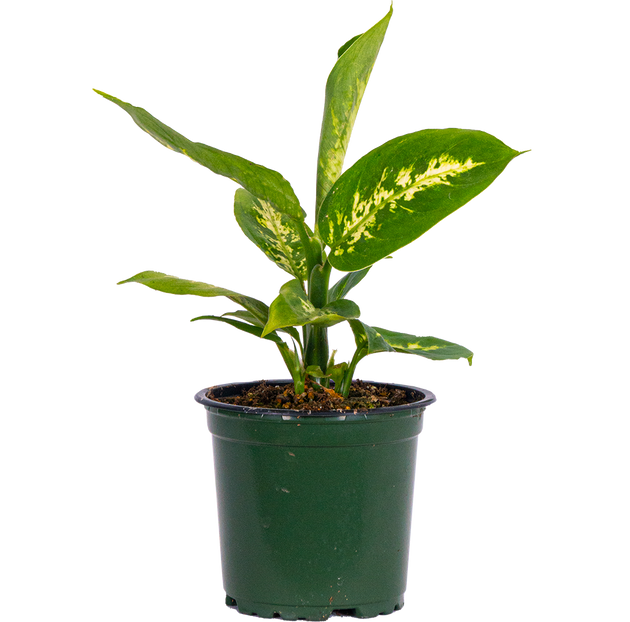 dieffenbachia perfection Dieffenbachia Perfection | 4" Pot | Easy Care Houseplant