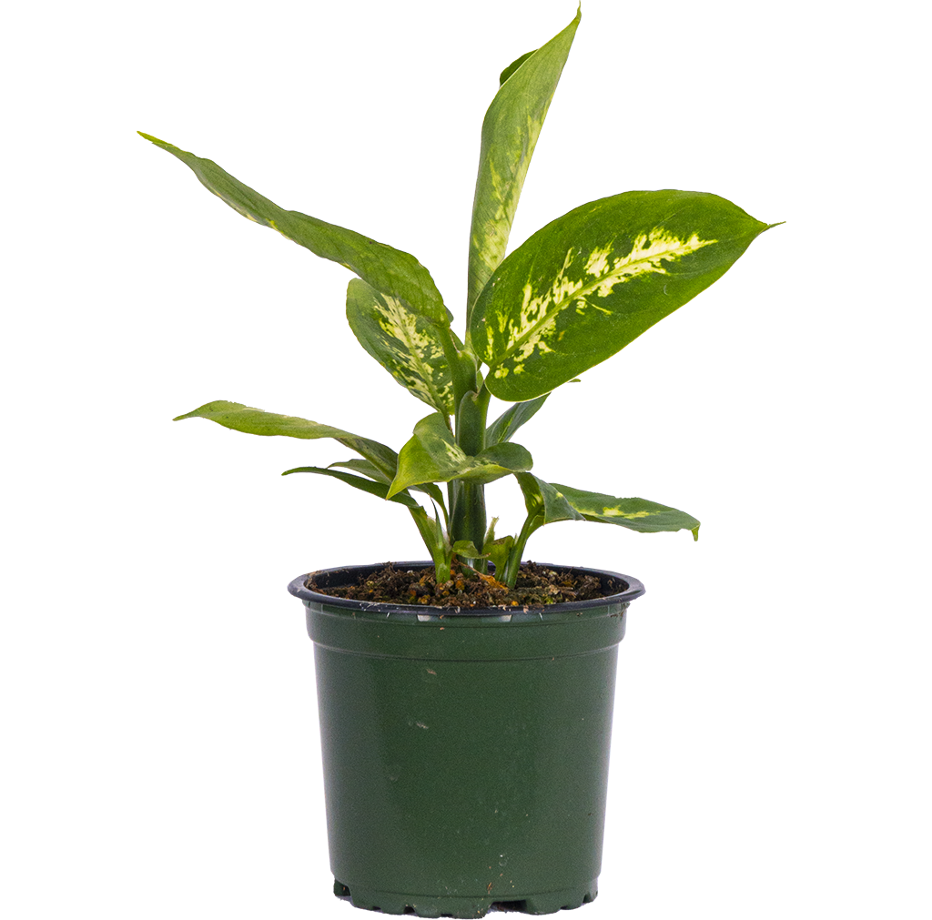 Dieffenbachia Perfection (S)