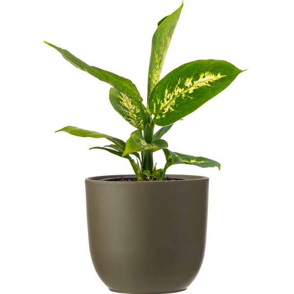 dieffenbachia exotica perfection Dieffenbachia Perfection | 4