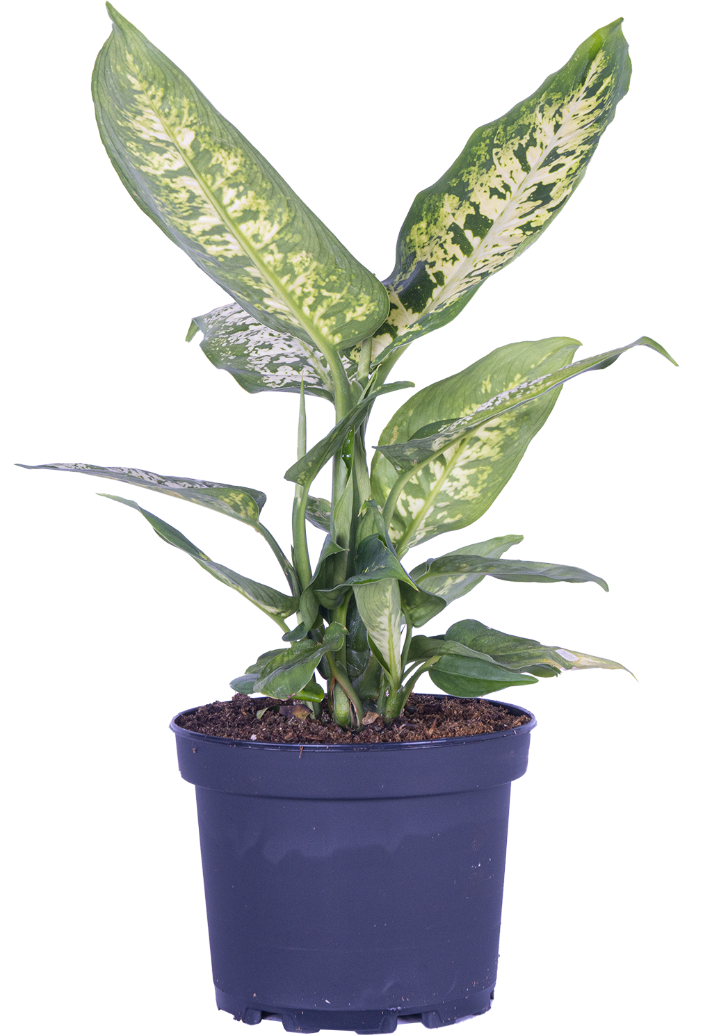 Dieffenbachia Perfection (M)
