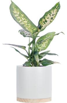 Dieffenbachia Perfection (M)