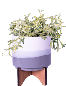 Senecio Peregrinus | String of Dolphins (S)