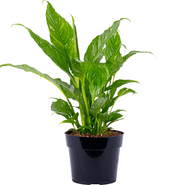 Peace Lily Domino | Spathiphyllum | 6