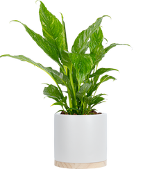 Spathiphyllum | Peace Lily Domino (M)