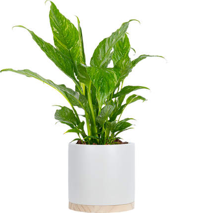 Spathiphyllum | Peace Lily Domino (M)