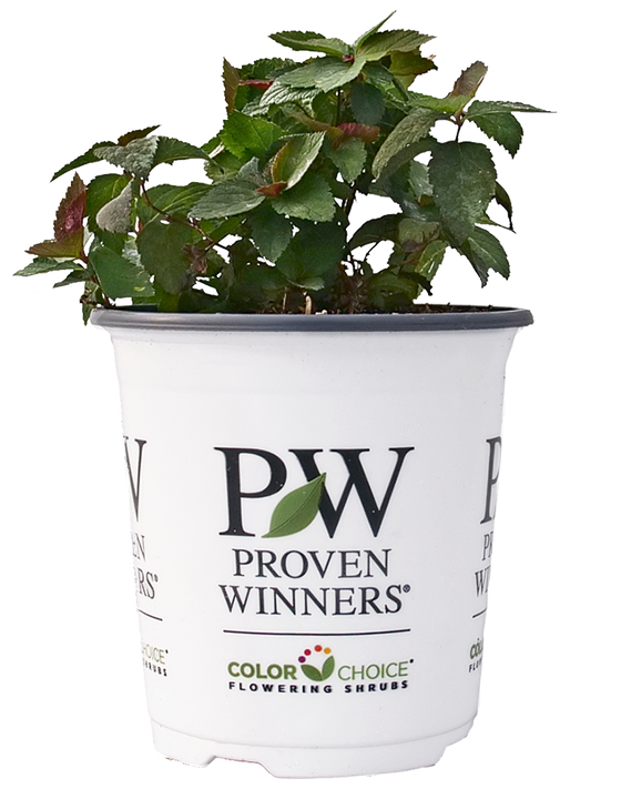 Double Play Doozie® | Spiraea x ‘NCSX2' (S) | Proven Winners®