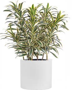 Dracaena Reflexa | Song of India (XL)