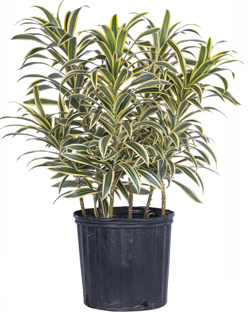 Dracaena Reflexa | Song of India (XL)