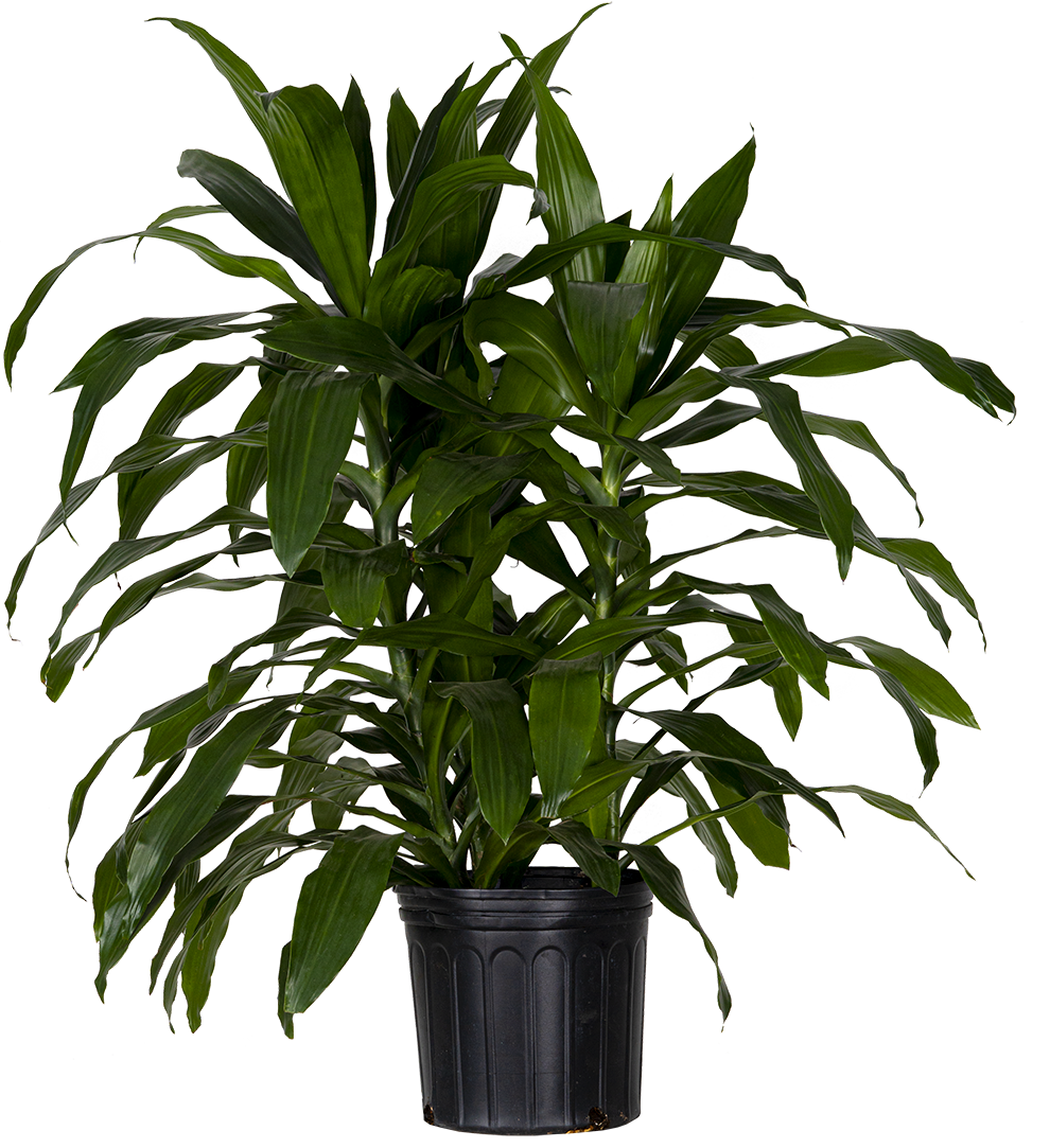 Dracaena Deremensis (XL)