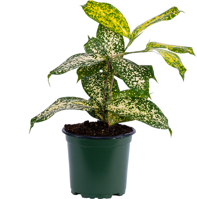 Dracaena Gold Dust | 4