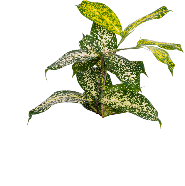 gold dust dracaena care guide Dracaena Gold Dust | 4" Pot | Easy Care Houseplant