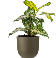 Dracaena Gold Dust (S)