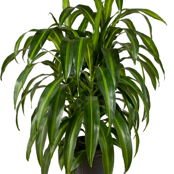 hawaiian sunshine dracaena care Dracaena Hawaiian Sunshine Bush | 10" Pot | Easy Care Houseplant