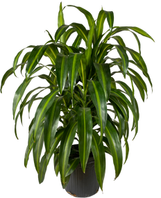 dracaena carmen plant Dracaena Deremensis Art Carmen | 10" Pot | Easy Care Houseplant