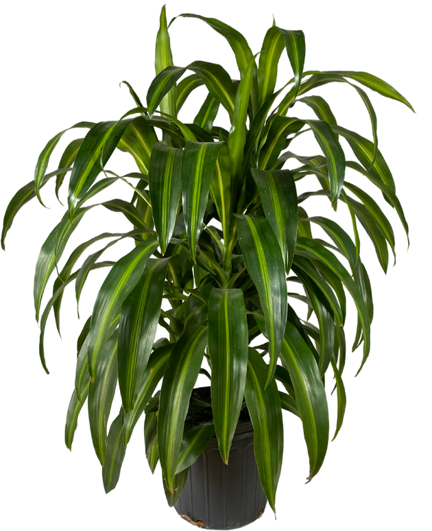 dracaena hawaiian sunshine tips Dracaena Hawaiian Sunshine Bush | 10" Pot | Easy Care Houseplant