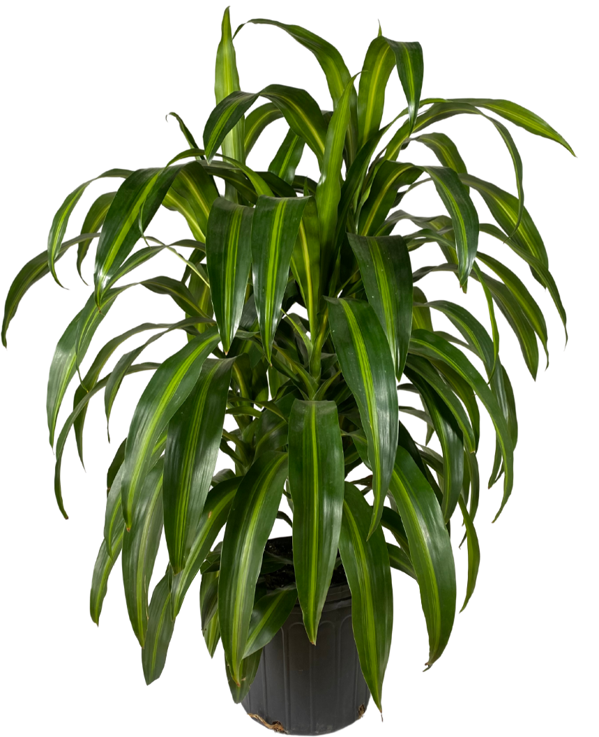 Dracaena Hawaiian Sunshine Bush (XL)