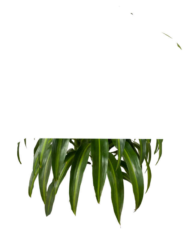 dracaena sunshine bush Dracaena Hawaiian Sunshine Bush | 10" Pot | Easy Care Houseplant