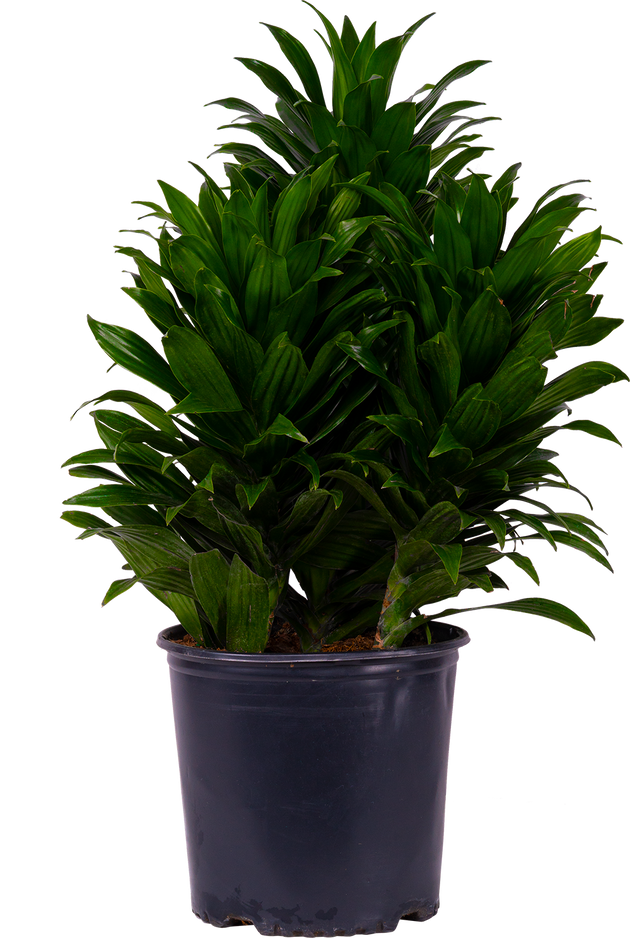 dracaena compacta care Dracaena Janet Craig Compacta | 6" Pot | Easy Care Houseplant