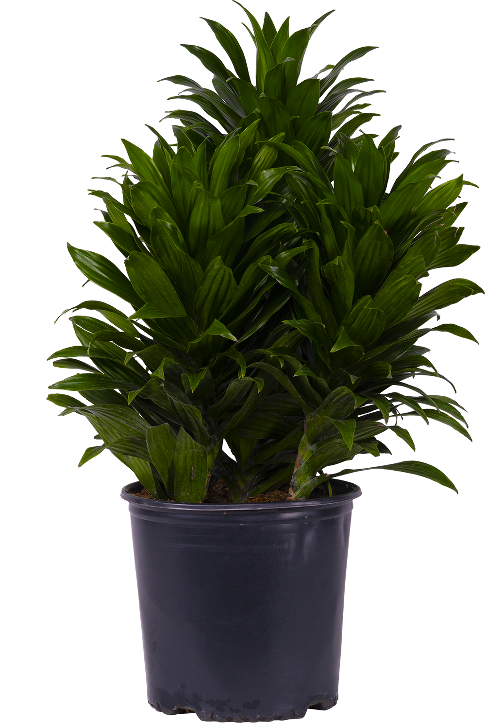 Dracaena Janet Craig Compacta (XL)