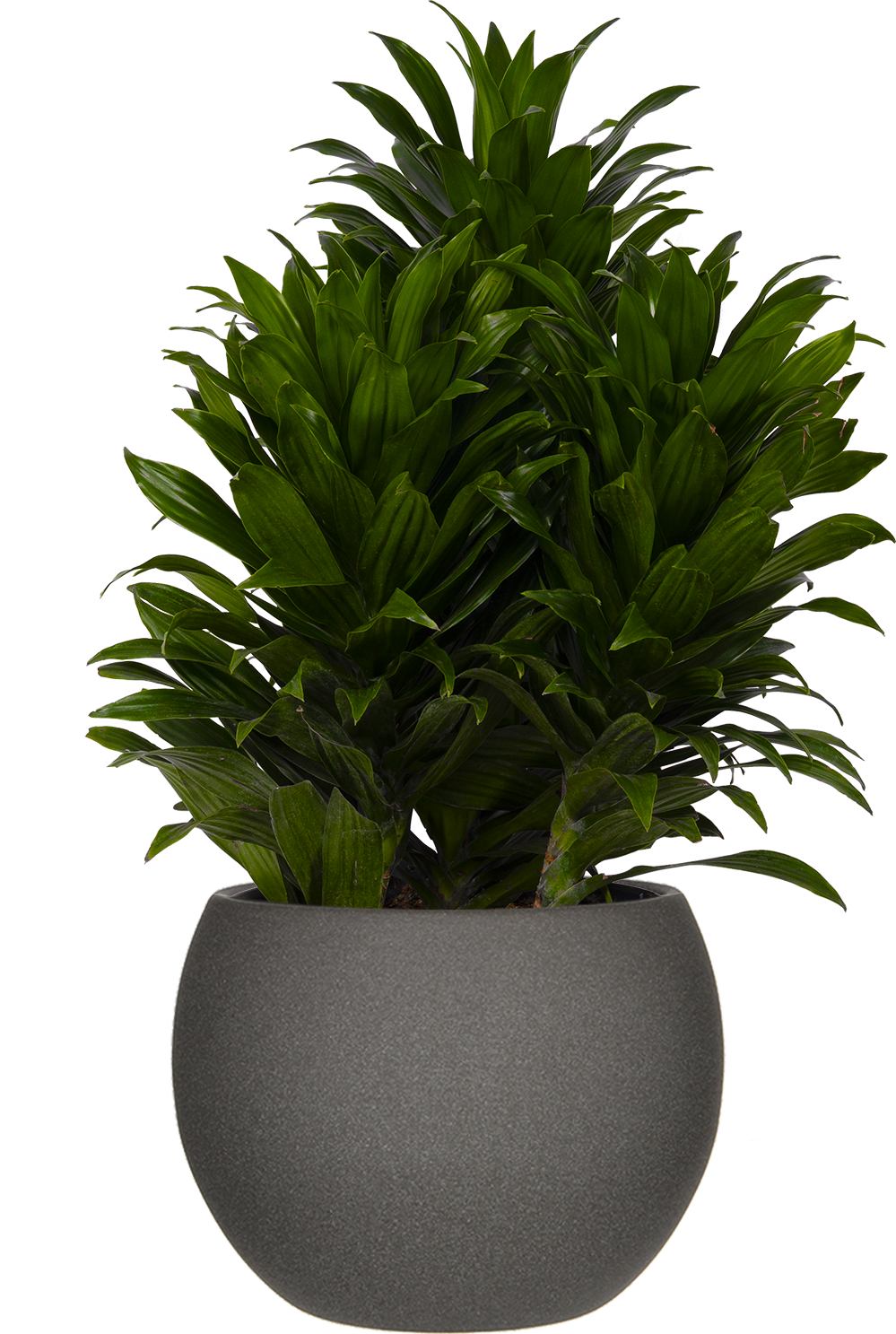 Dracaena Janet Craig Compacta | 6