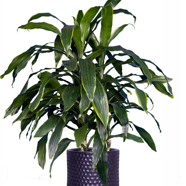 dracaena dere Dracaena Deremensis Art Carmen | 10