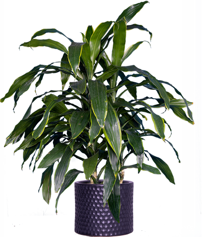 XL Plants – Plantsome
