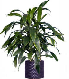 Dracaena Deremensis Art Carmen (XL)