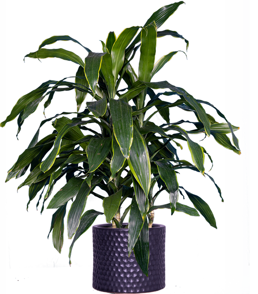 carmen dracaena Dracaena Deremensis Art Carmen | 10" Pot | Easy Care Houseplant