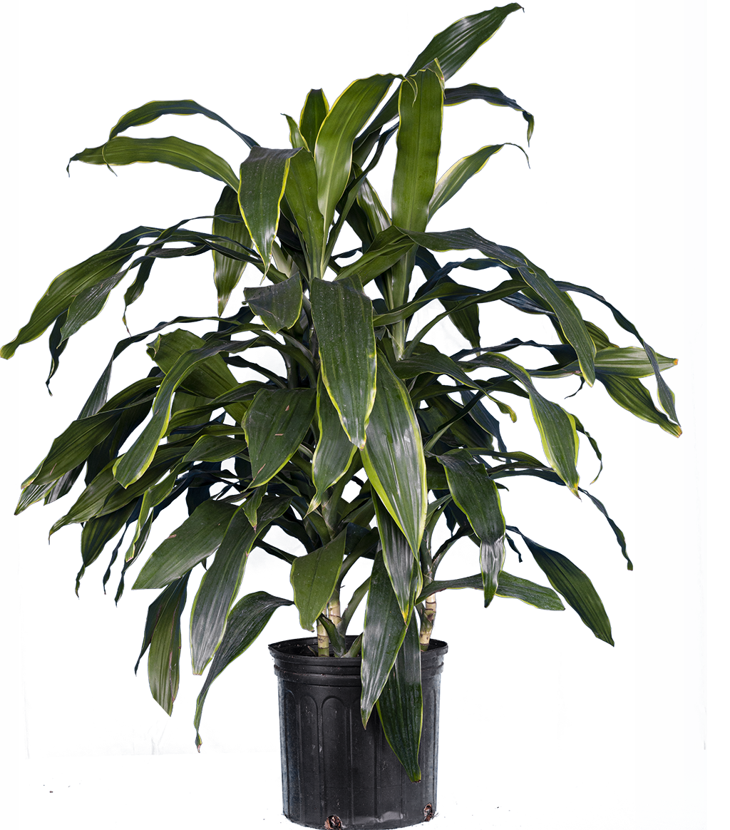 Dracaena Deremensis Art Carmen (XL)