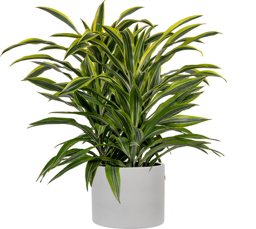 Dracaena – Plantsome