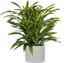 dracaena art carmen Dracaena Deremensis Art Carmen | 10" Pot | Easy Care Houseplant