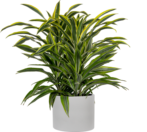 Dracaena Lemon Lime | 10