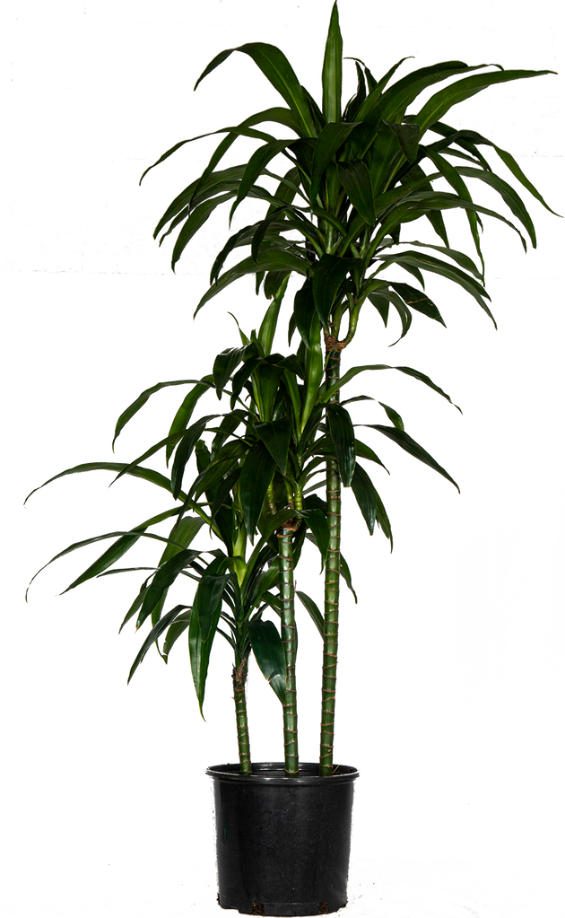 dracaena lisa cane Dracaena Deremensis | Lisa Cane | 22.5" Pot | Easy Care Houseplant