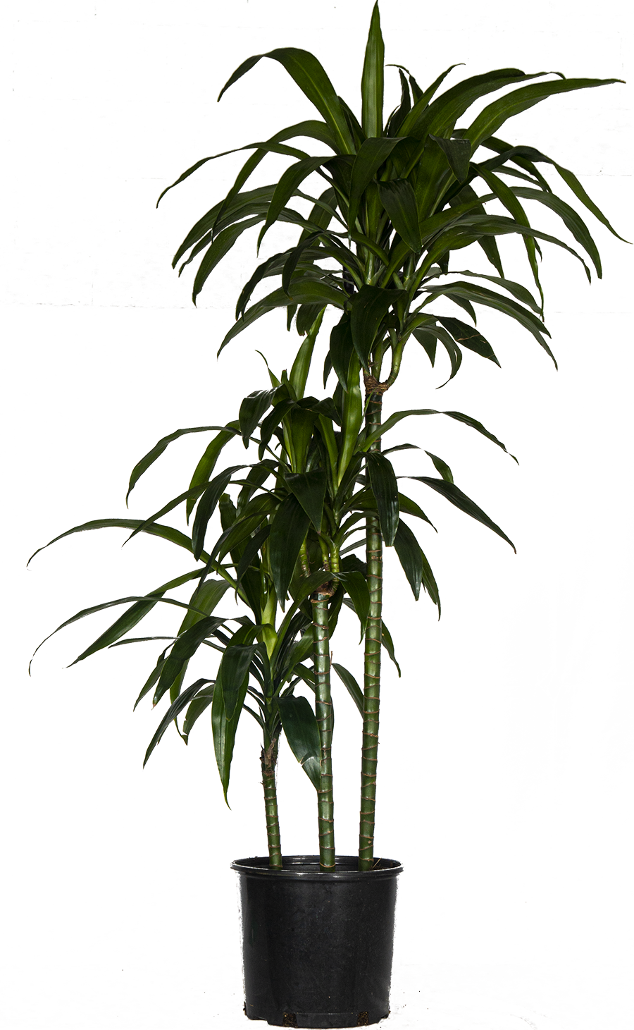 Dracaena Deremensis | Lisa Cane (XL)