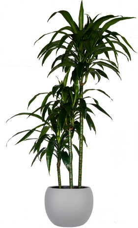 XL Plants – Plantsome