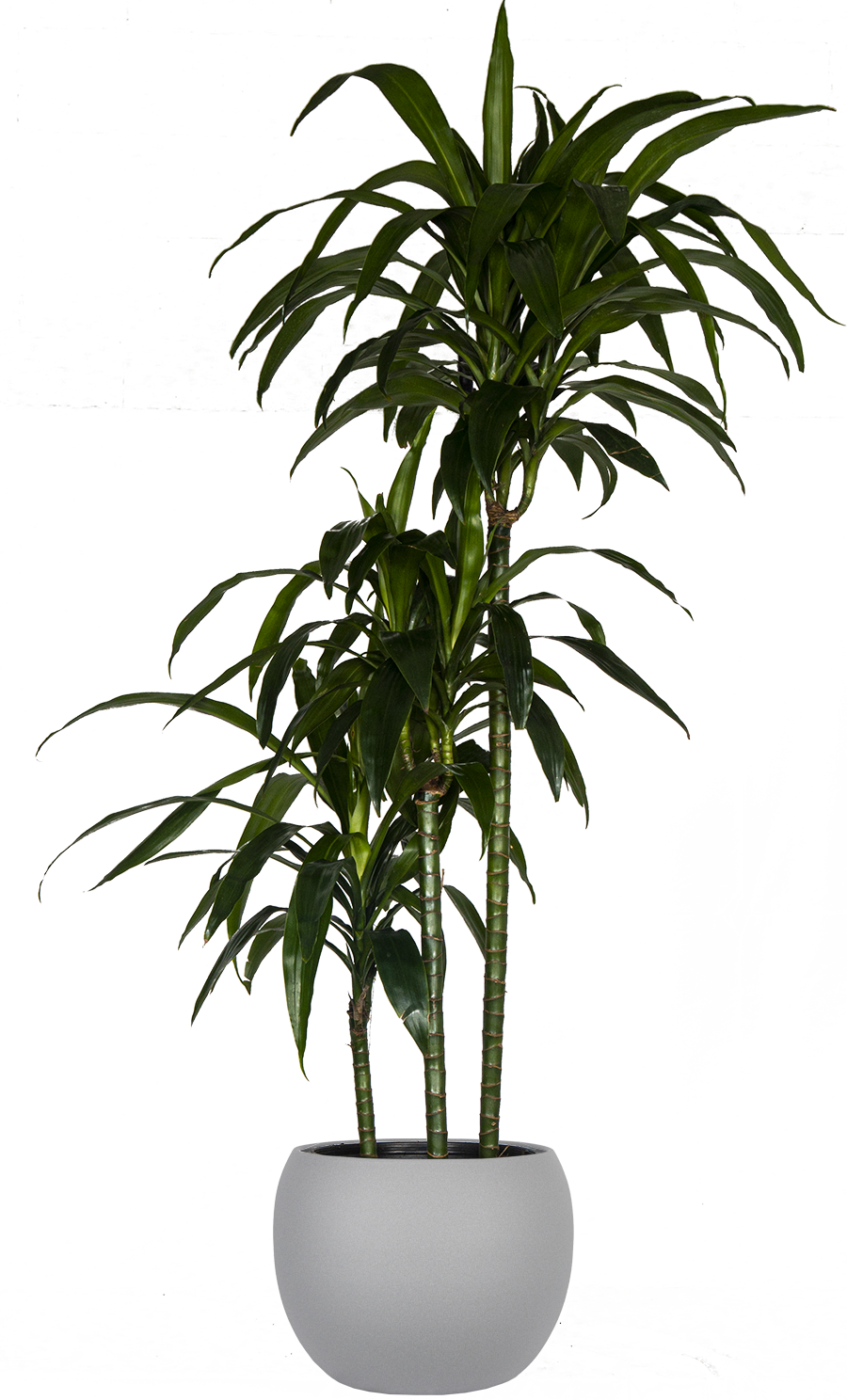 Dracaena Deremensis | Lisa Cane | 22.5