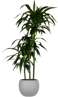 Dracaena Deremensis | Lisa Cane (XXL)