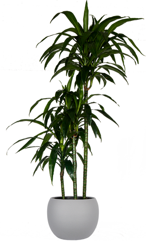 dracaena deremensis lisa