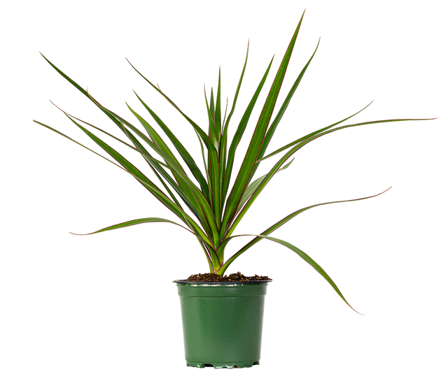 dracaena marginata vs yucca Dracaena Marginata | Dragon Tree | 4" Pot | Easy Care Houseplant
