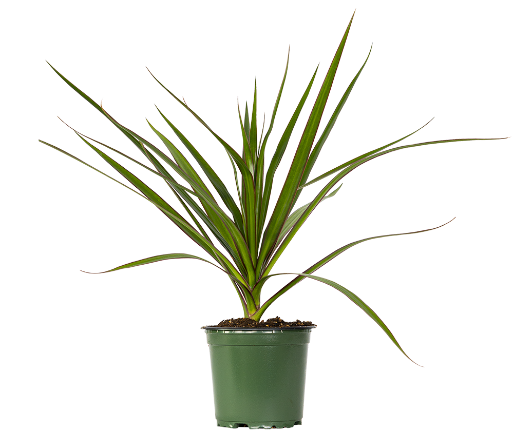 Dracaena Marginata (S) | Dragon Tree