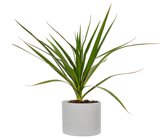 Dracaena – Plantsome