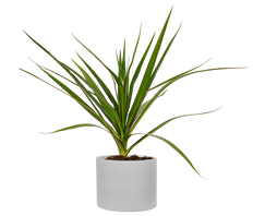 Dracaena Marginata (S) | Dragon Tree
