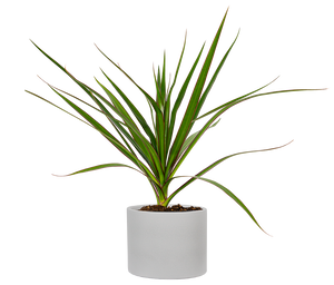 yucca dracena Dracaena Marginata | Dragon Tree | 4